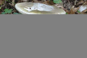 Ejemplares de Amanitas Phalloides.-