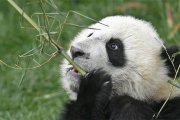 Un oso panda se come un tallo de bambú.-Foto: AFP / LIU JIN