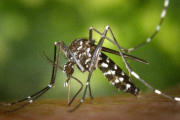 Un mosquito tigre o 'Aedes albopictus, insecto originario de Asia cuyas poblaciones se han consolidado en varios países del sur de Europa. Es un vector potencial de transmisión de enfermedades como el dengue o el chikungunya.-