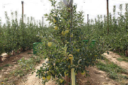 Imagen de archivo de la plantación de manzanos de Nufri. / JAVIER SOLÉ-
