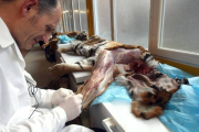 El profesor Félix de Paz durante los trabajos de disección en un ejemplar de tigre del Museo de Anatomía de la Universidad de Valladolid (UVa) para publicar un atlas anatómico del felino-Miriam Chacón / ICAL
