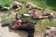 Esta es la estampa que se encontró un ganadero burgalés que sufrió un despiadado ataque en su ganadería por parte de los lobos-ICAL