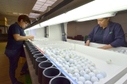 Trabajadores de Replay Golf-
