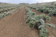 Plantación de cardos de Ágreda./ ÁLVARO MARTÍNEZ-