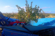 Cosecha de pistacho en una explotaciópn de Pistacyl en Valladolid.-E. M.