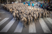 Trashumancia en la capital soriana, camino de Tierras Altas.