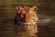 Un tigre de bengala, en un lago de Tailandia.-MARTIN HARVEY / WWF