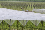 Plantación de Nufri en La Rasa. /VALENTÍN GUISANDE-
