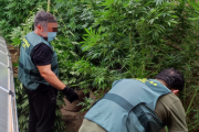 Agentes de la Guardia Civil en la tupida plantación de marihuana de Gallinero. HDS