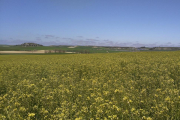 Campo de camelina en Castilla y León, un cultivo alternativo en la rotación que ofrece rentabilidad y ayudas de la PAC al agricultor.-E.M.