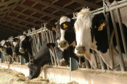 Vacas en una explotación ganadera de la provincia.-VALENTÍN GUISANDE