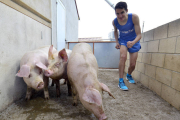 Dani Mateo con algunos de los cerdos que tiene en la granja, negocio que ha montado junto con su hermano. / ÁLVARO MARTÍNEZ-