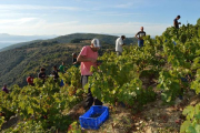 Vendimia en el paraje El Ferro de Corullón (León), con el que se realiza el vino La Faraona de la bodega de Descendientes de J. Palacios-ICAL