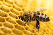Una abeja en flor-HDS