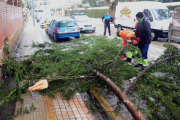 Rama caída por el peso de la nieve en el paseo San Andrés.-ÁLVARO MARTÍNEZ