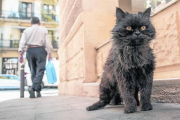 El gato Blackie en su esquina de Banyoles con Bailèn.-Foto: JOAN PUIG