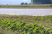 Campo anegado tras las lluvias del mes de marzo.-VALENTÍN GUISANDE