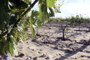 Viñedos dañados e inundados en una explotación de la Denominación de Origen Ribera del Duero, después de una tromba de agua y pedrisco. Rubén Cacho. / ICAL