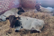 Vacas de Fuenteacebal de la raza Berrenda en Colorado.-HDS