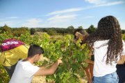 La vendimia reúne en Langa a un centenar de personas-A.H.