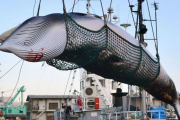 Captura de una ballena con fines científicos en Japón.-EL PERIÓDICO