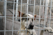 Uno de los perros controlados por el Seprona dentro de la 'Operación Podencos'.-HDS