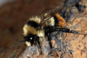 Abeja de la especie 'Bombus cullumanus', amenazada de extinción en Europa.-Foto:   PIERRE RASMONT / UICN