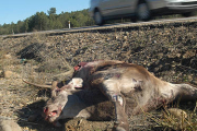Un ciervo yace muerto en una carretera soriana después de ser atropellado por un vehículo. / VALENTÍN GUISANDE-