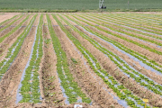 Plantación de lechuga en Olmillos-V.G.