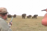 Cazadores disparan un elefante, lider de una manada y estos se revuelven-YOUTUBE