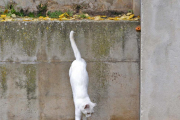 Un gato de la colonia de Duques de Soria.-HDS