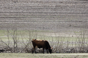 Algunas zonas del pantano de Riaño (León), permanecen sin agua debido a la fuerte sequía. ICAL-