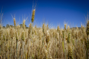 Campo de cereal. MARIO TEJEDOR