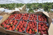 Ya ha comenzado la cosecha de las fresas en Olmillos. V. GUISANDE