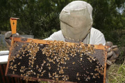 Un apicultor manipula un panal de abejas.-Foto:   PAUL J. RICHARDS / AFP