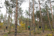 Recolectores cogiendo setas en montes de Soria.-D.M.