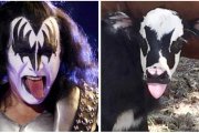 Gene Simmons y el becerro Genie-HEATHER TACCETTA (AP)