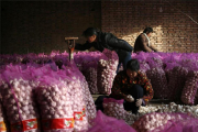 Agricultores de ajo en China.-REUTERS / DAVID GRAY