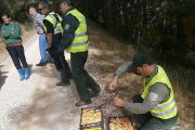 Agentes pesando banastas de níscalos decomisados.-JUNTA