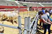 Una imagen de la feria ganadera de Soria en la plaza de toros.-ÁLVARO MARTÍNEZ