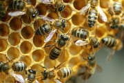Los apicultores reivindican la importancia del sector para la vida, por la polinización que llevan a cabo las abejas. En la imagen, varias de ellas en un panal. / ICAL-