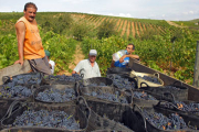 Imagen de archivo de las labores de vendimia en la ribera del Duero soriana. / ÁLVARO MARTÍNEZ-