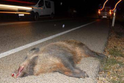 Accidente con animales en Soria. VALENTÍN GUISANDE-