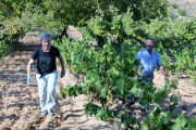 os trabajadores entre las viñas de chacolí en el término municipal de Miranda de Ebro (Burgos).-L.P.