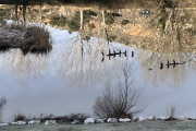 Varias aves posadas sobre los palos del Duero en Soria en la fría mañana de este sábado.
