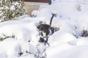 Perro jugando en la nieve.