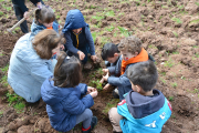 Los escolares plantando los árboles.