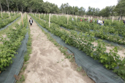 Plantación ecológica de frutos rojos en El Royo.