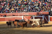 Los mansos acompañan a varios de los novilllos para el Viernes de Toros en su desembarco en Soria,