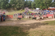 Dos toros entrando con los mansos en los corrales durante el encierro del Lavalenguas.